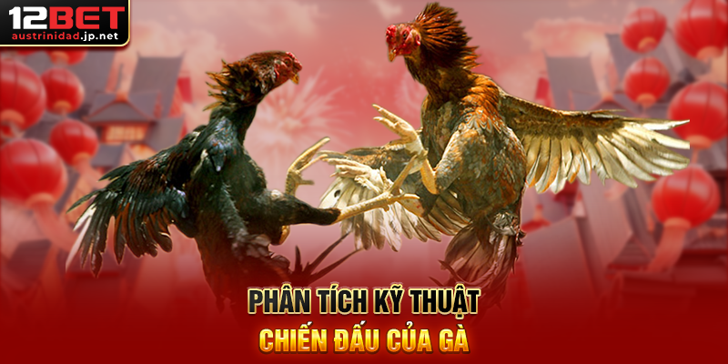 Phân Tích Kỹ Thuật Chiến Đấu Của Gà
